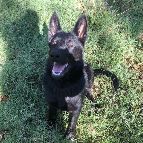 Meet your Posher, Kenzie - Picture 6 of 7